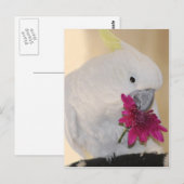 Carte Postale Perroquet Il m'aime ne m'aime pas (Devant / Derrière)