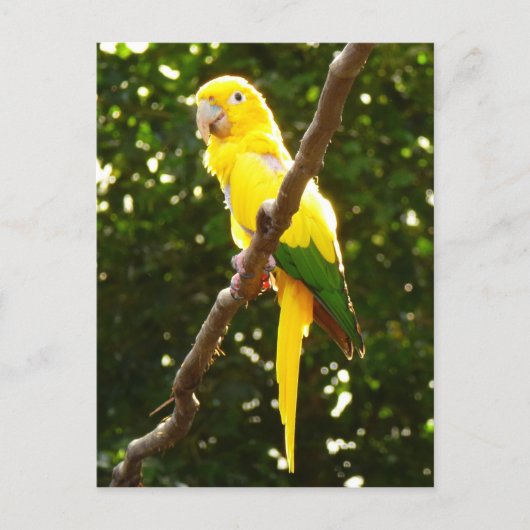 Carte Postale Perroquet Jaune (Devant)