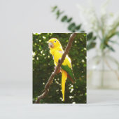 Carte Postale Perroquet Jaune (Debout devant)