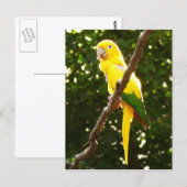 Carte Postale Perroquet Jaune (Devant / Derrière)