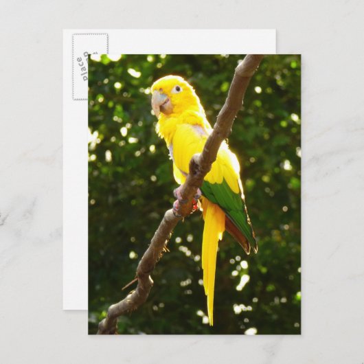 Carte Postale Perroquet jaune (Devant / Derrière)