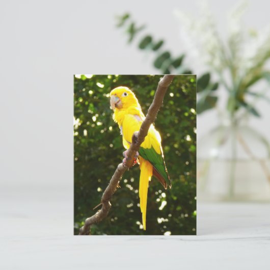 Carte Postale Perroquet jaune (Debout devant)
