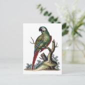 Carte Postale Perroquet vert antique (Debout devant)