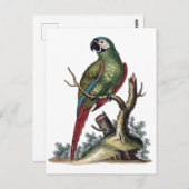 Carte Postale Perroquet vert antique (Devant / Derrière)