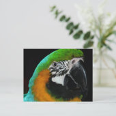 Carte Postale Perroquet vert coloré (Debout devant)