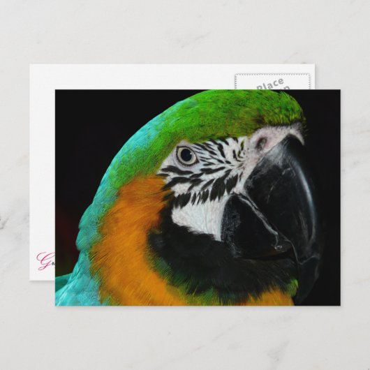 Carte Postale Perroquet vert coloré (Devant / Derrière)