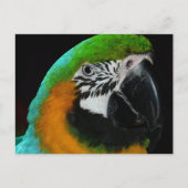 Carte Postale Perroquet vert coloré (Devant)