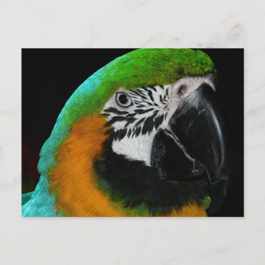 Carte Postale Perroquet vert coloré (Devant)