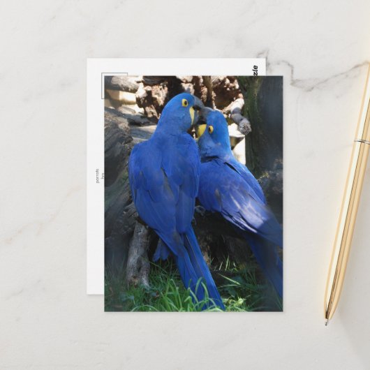 carte postale _ perroquets (Devant/Arrière en situation)
