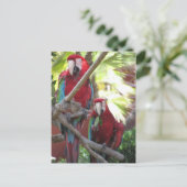 Carte postale Perroquets (Debout devant)