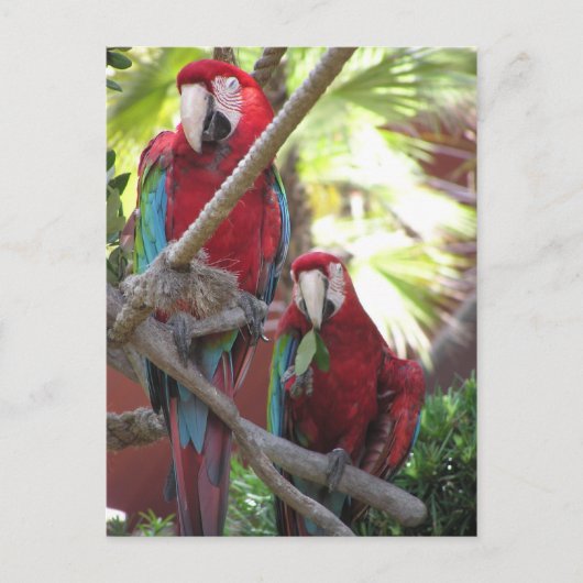 Carte postale Perroquets (Devant)