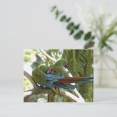 Carte Postale Perroquets (Debout devant)
