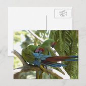 Carte Postale Perroquets (Devant / Derrière)