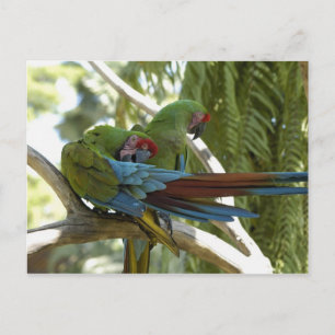 Carte Postale Perroquets