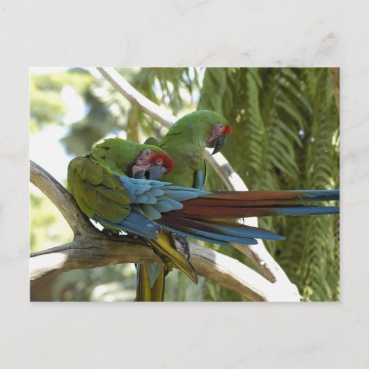 Carte Postale Perroquets (Devant)