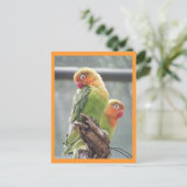 Carte Postale Perroquets de peachface (Debout devant)