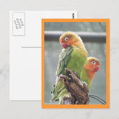 Carte Postale Perroquets de peachface (Devant / Derrière)