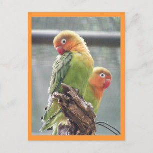 Carte Postale Perroquets de peachface