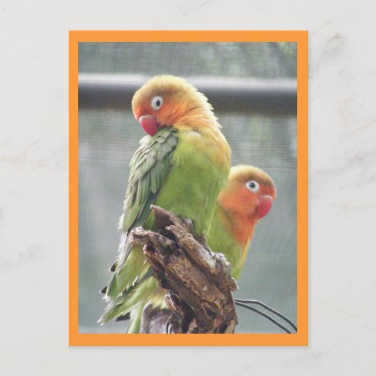 Carte Postale Perroquets de peachface (Devant)
