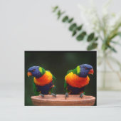 Carte Postale Perroquets Rainbow Lorikeet (Debout devant)