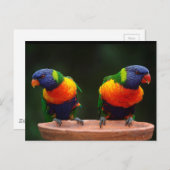 Carte Postale Perroquets Rainbow Lorikeet (Devant / Derrière)