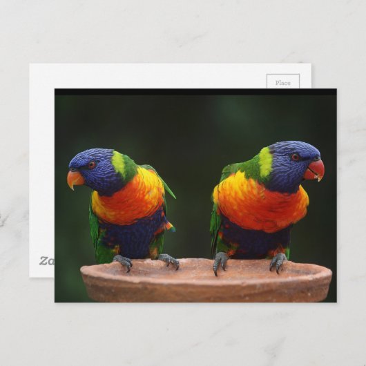 Carte Postale Perroquets Rainbow Lorikeet (Devant / Derrière)