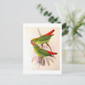 Carte Postale Perroquets suspendus (Debout devant)