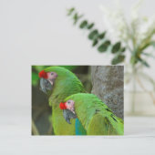 Carte Postale Perroquets verts (Debout devant)