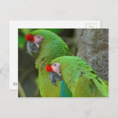 Carte Postale Perroquets verts (Devant / Derrière)
