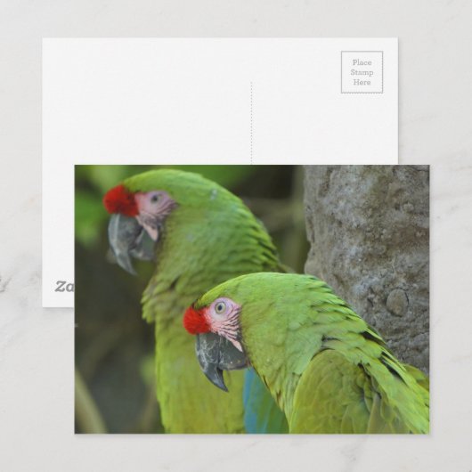 Carte Postale Perroquets verts (Devant / Derrière)