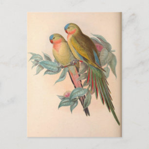 Carte Postale Perroquets, Vintage, Illustration d'oiseaux, Bohèm
