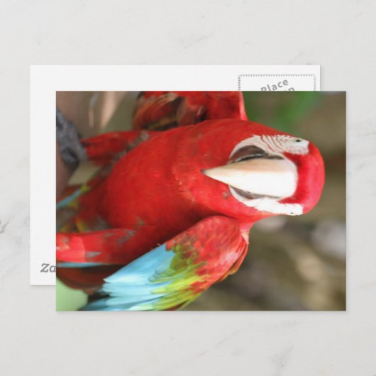 Carte Postale Perruche (Devant / Derrière)