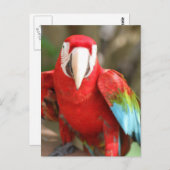 Carte Postale Perruche (Devant / Derrière)