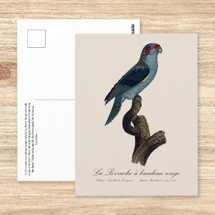 Carte Postale Perruche a bandeau rouge / Musk Lorikeet