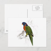 Carte Postale Perruche à collier écarlate d'Edward Lear (Devant / Derrière)