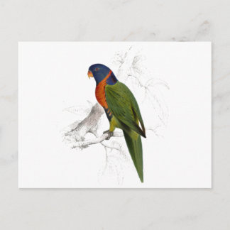 Carte Postale Perruche à collier écarlate d'Edward Lear