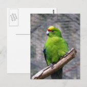 Carte Postale Perruche à couronne jaune (Devant / Derrière)