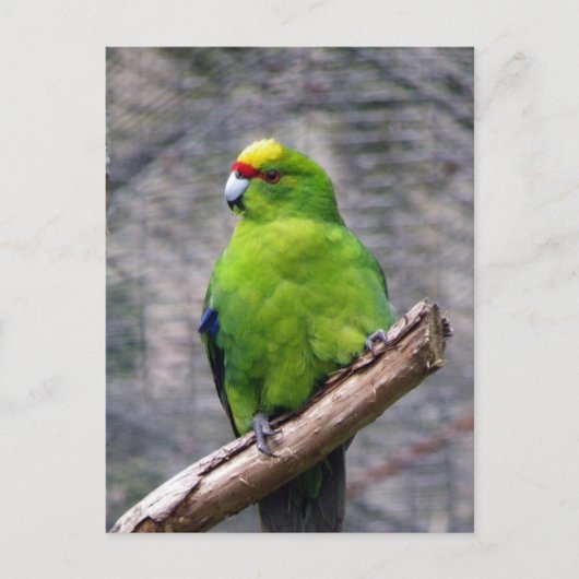 Carte Postale Perruche à couronne jaune (Devant)