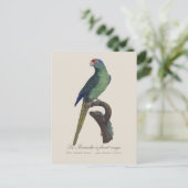 Carte Postale Perruche à front orange, Eupsittula Canicularis (Debout devant)