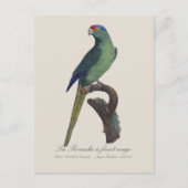 Carte Postale Perruche à front orange, Eupsittula Canicularis (Devant)