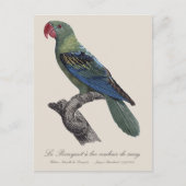 Carte Postale Perruche à gros bec, Tanygnathus megalorynchos (Devant)