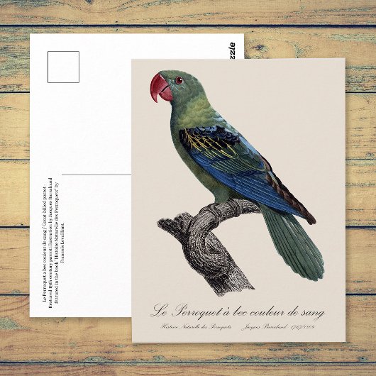 Carte Postale Perruche à gros bec, Tanygnathus megalorynchos