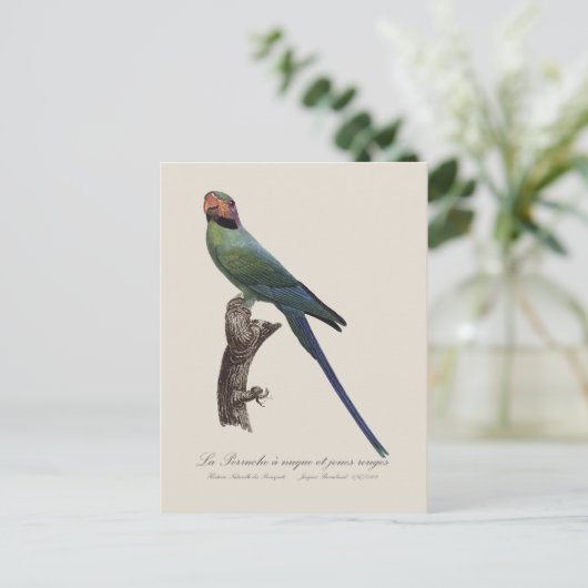 Carte Postale Perruche à longue queue, Psittacula Longicauda (Debout devant)