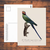 Carte Postale Perruche à longue queue, Psittacula Longicauda