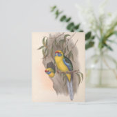 Carte Postale Perruche à ventre jaune (Debout devant)