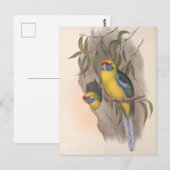 Carte Postale Perruche à ventre jaune (Devant / Derrière)
