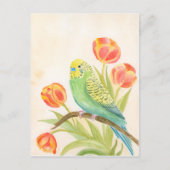 Carte Postale Perruche aux Tulipes (Devant)