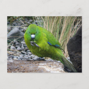 Carte Postale Perruche de l'île des Antipodes