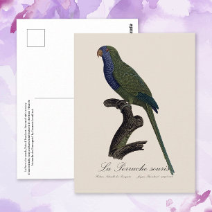 Carte Postale Perruche Moine, Myiopsitta Monachus