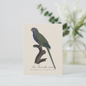 Carte Postale Perruche Moine, Myiopsitta Monachus (Debout devant)